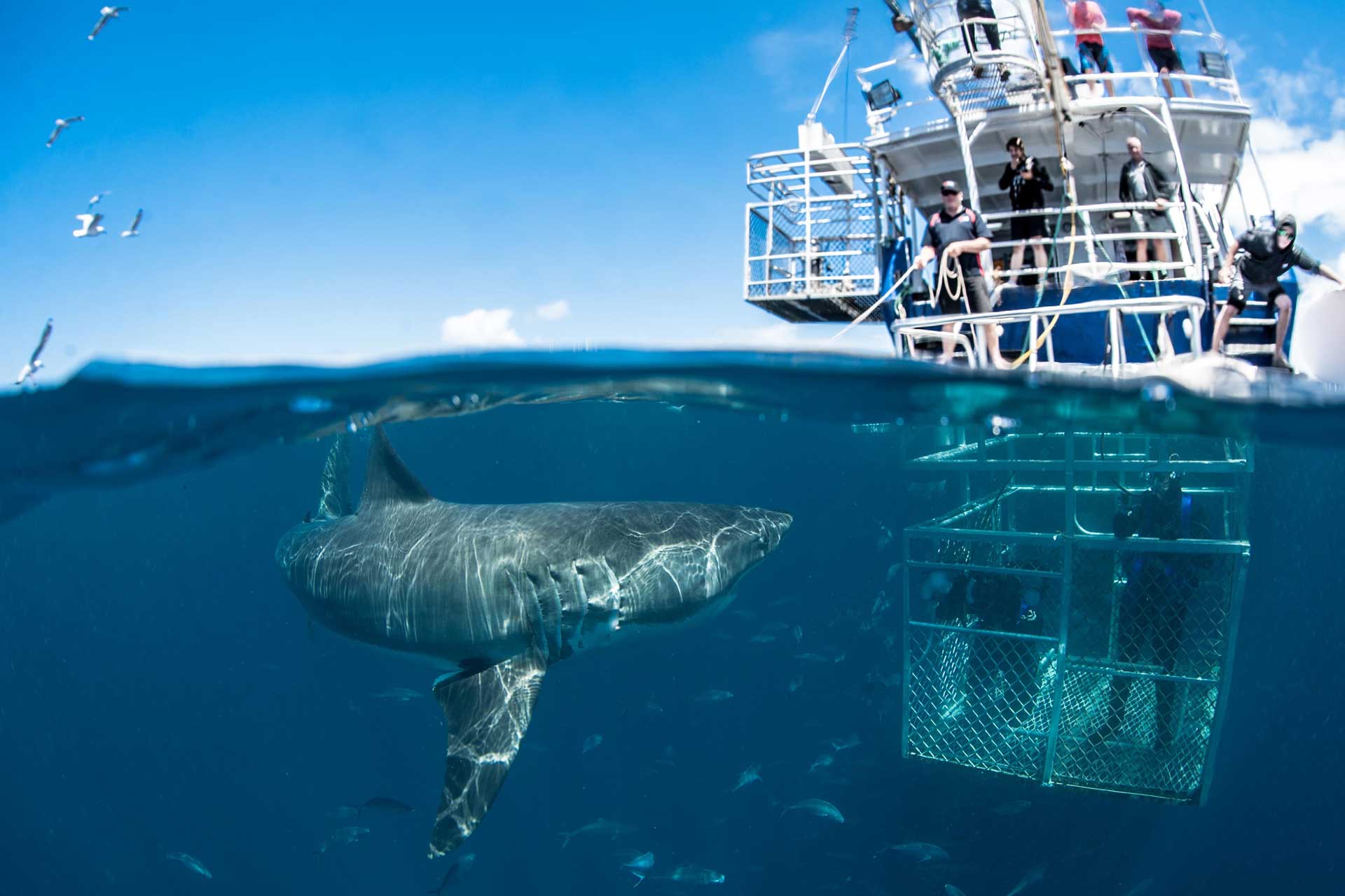 Bagno con gli squali in sud Africa